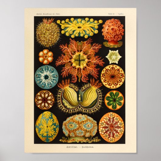  Ascidiae Color Ernst Haeckel Art Print (Voorkant)