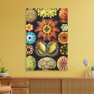 Ascidiae door Ernst Haeckel, Antieke Mariene Diere Canvas Afdruk