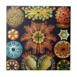 Ascidiae door Ernst Haeckel, Antieke Mariene Diere Tegeltje