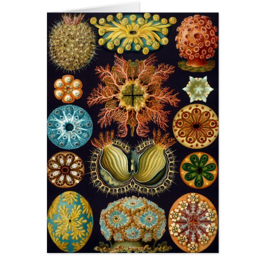 Ascidiae par Ernst Haeckel, Animaux marins Vintage (Devant)