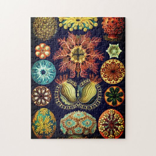 Ascidiae puzzel van Ernst Haeckel (Verticaal)
