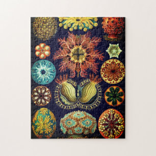  Ascidiae Puzzle door Ernst Haeckel Legpuzzel