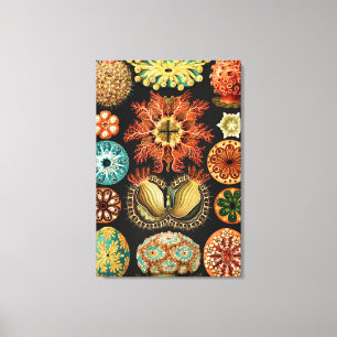 Ascidiae, Seescheiden Mariene Leven door Ernst Hae Canvas Afdruk