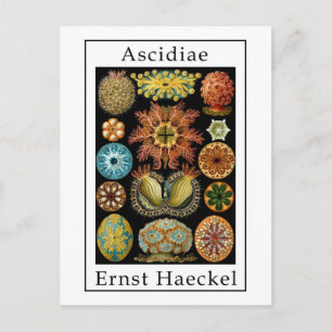 Ascidiae van Ernst Haeckel Briefkaart