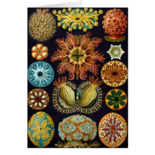 Ascidiae van Ernst Haeckel, zeedieren