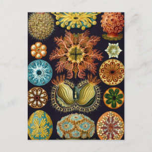 Ascidiae van Ernst Haeckel,  zeedieren Briefkaart
