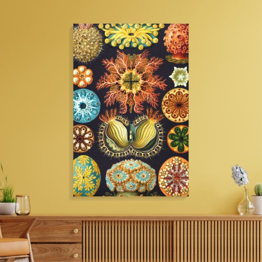 Ascidiae van Ernst Haeckel, zeedieren Canvas Afdruk (Insitu (Woonkamer))
