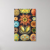 Ascidiae van Ernst Haeckel, zeedieren Canvas Afdruk (Voorkant)
