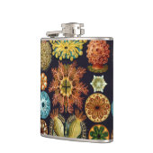 Ascidiae van Ernst Haeckel,  zeedieren Heupfles (Links)