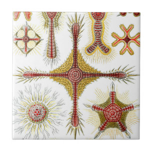 Ascidiae van Ernst Haeckel,  zeedieren Tegeltje