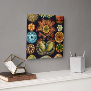 Ascidiae van Ernst Haeckel,  zeedieren Vierkante Klok