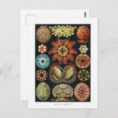 Ascidiae Zee Urchin Vintage Poster Briefkaart (Voorkant / Achterkant)