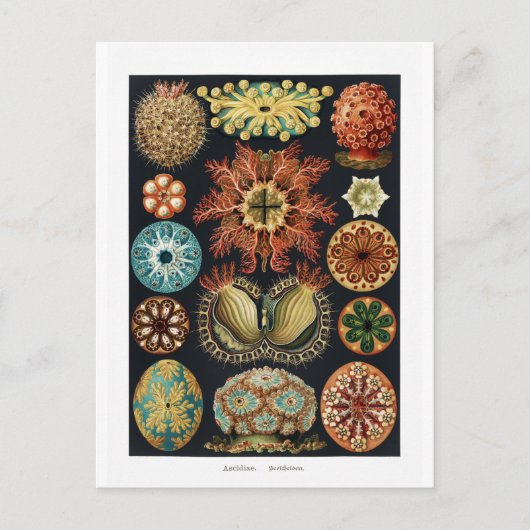 Ascidiae Zee Urchin Vintage Poster Briefkaart (Voorkant)