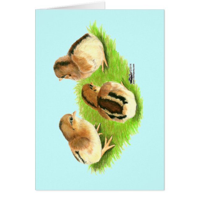 Aseel Black Red Chicken (Voorkant)