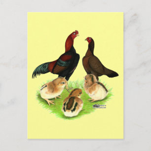 Aseel Black Red Chicken Family Briefkaart