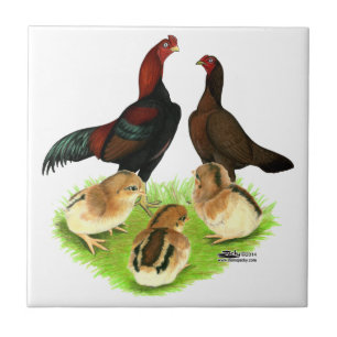 Aseel Black Red Chicken Family Tegeltje