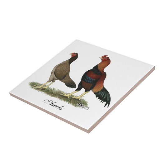 Aseel Wheaten Kippen Tegeltje (Zijkant)