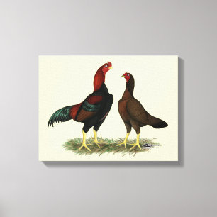 Aseel Zwarte Rode Kippen Canvas Afdruk