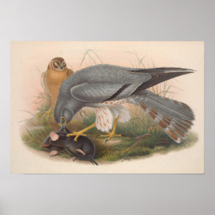  Ash Colored Harrier Bird Poster
