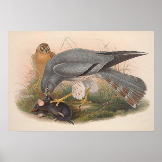  Ash Colored Harrier Bird Poster (Voorkant)