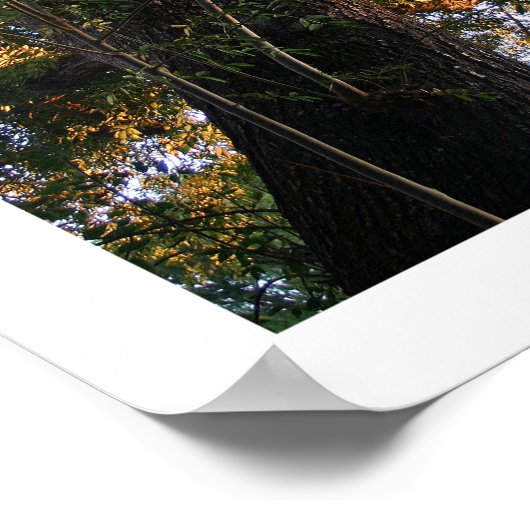 Ash Tree-foto Poster (Hoek)