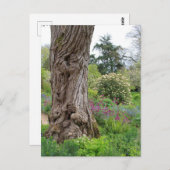 Ash Tree gestructureerde barstpatronen Hidcote Gar Briefkaart (Voorkant / Achterkant)