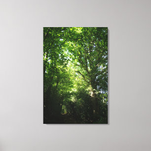 Ashdown Forest Winnie The Pooh Woodland Walk Canvas Afdruk