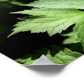 Ashland Ferns in het bos fotografie Poster (Hoek)