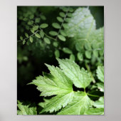 Ashland Ferns in het bos fotografie Poster (Voorkant)