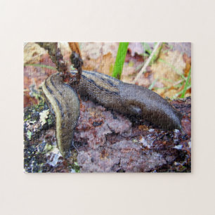 Ashy-Gray Slug Foto Puzzle met Gift Box Legpuzzel