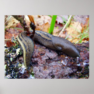 Ashy-Grey Slug Poster