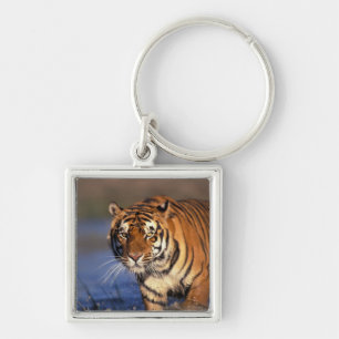 ASIA, India, Bengal Tiger Panthera tigris) Sleutelhanger