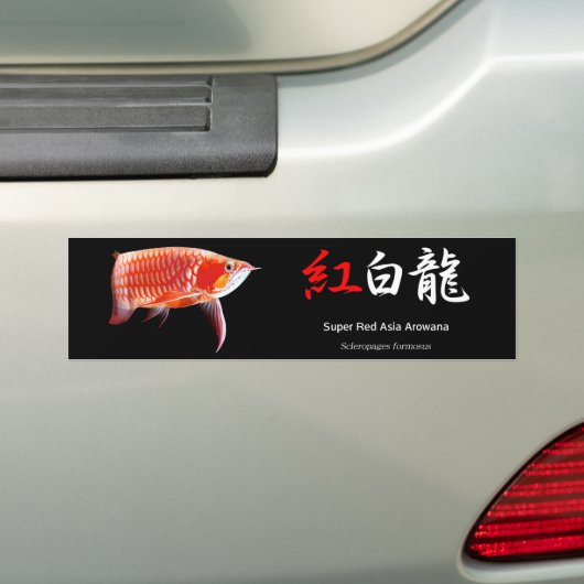Asian Arowanaのバンパーステッカー,No.01 Bumpersticker (Op auto)