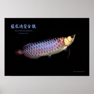 Asian Arowana "Blue Type" Poster