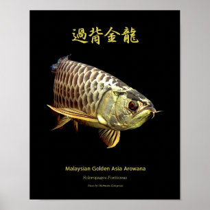 Asian Arowana "Golden Type"の ス ー Poster