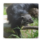 Asian Bearcat Tile Tegeltje (Voorkant)