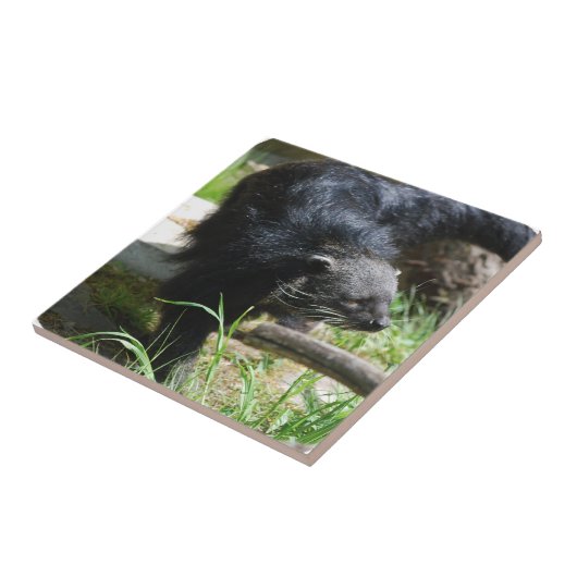 Asian Bearcat Tile Tegeltje (Zijkant)