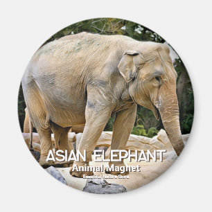 Asian Elephant Magneet
