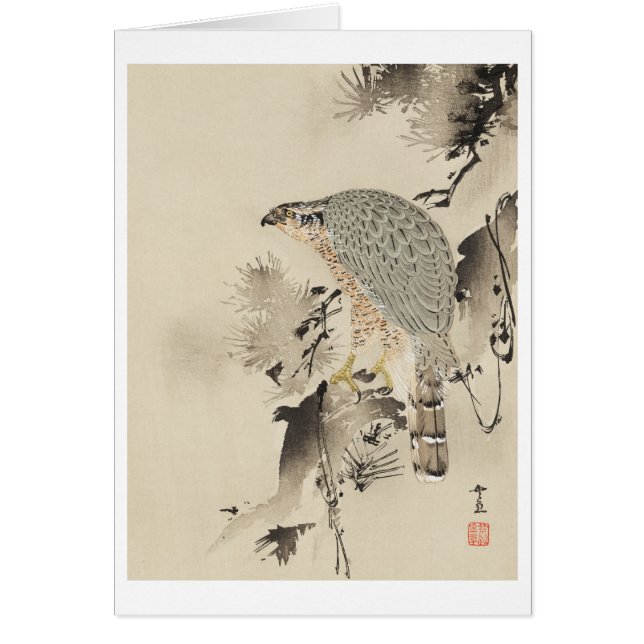 Asian Goshawk - 1890 (Voorkant)