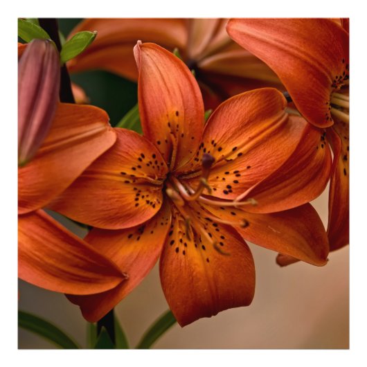 Asiatic Lily Foto Afdruk (Voorkant)
