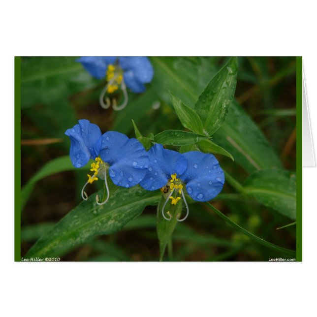 Asiatique Dayflower Bleu Fleur sauvage Vêtements e (Devant horizontal)