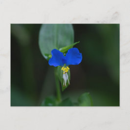 Asiatisch Briefkaart voor dagbloem Blauw Wilde Blo