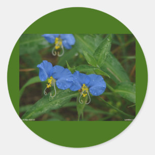 Asiatisch Dayflower Blue WIldflower Apparel & Gift Ronde Sticker