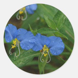 Asiatisch Dayflower Blue WIldflower Apparel & Gift Ronde Sticker