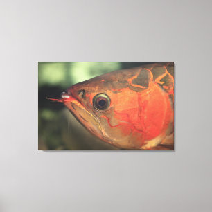 Asiatische arowana canvas afdruk