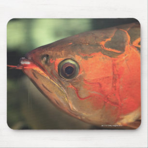 Asiatische arowana muismat