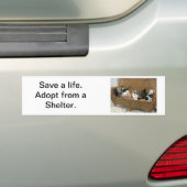 Asiel Kittens Bumpersticker (Op auto)