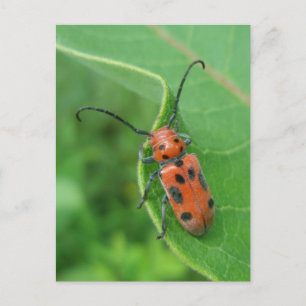 Asparagus Beetle, gepoot op Briefkaart van milkwee