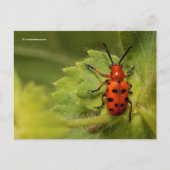 Asparagus Beetle op Lady's Mantle Briefkaart (Voorkant)