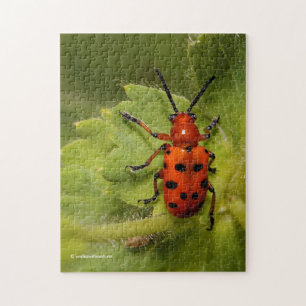 Asparagus Beetle op lef Legpuzzel